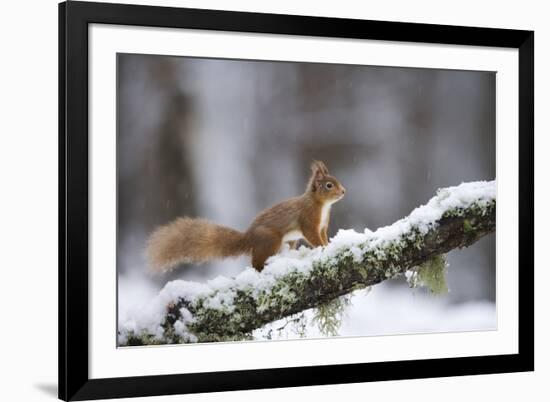 Red Squirrel (Sciurus Vulgaris) on Branch in Snow, Glenfeshie, Cairngorms National Park, Scotland-Cairns-Framed Photographic Print