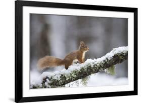 Red Squirrel (Sciurus Vulgaris) on Branch in Snow, Glenfeshie, Cairngorms National Park, Scotland-Cairns-Framed Photographic Print