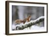 Red Squirrel (Sciurus Vulgaris) on Branch in Snow, Glenfeshie, Cairngorms National Park, Scotland-Cairns-Framed Photographic Print