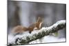 Red Squirrel (Sciurus Vulgaris) on Branch in Snow, Glenfeshie, Cairngorms National Park, Scotland-Cairns-Mounted Photographic Print