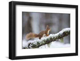 Red Squirrel (Sciurus Vulgaris) on Branch in Snow, Glenfeshie, Cairngorms National Park, Scotland-Cairns-Framed Photographic Print