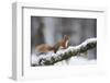 Red Squirrel (Sciurus Vulgaris) on Branch in Snow, Glenfeshie, Cairngorms National Park, Scotland-Cairns-Framed Photographic Print