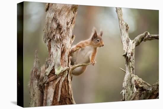 Red Squirrel (Sciurus Vulgaris) on Old Pine Stump in Woodland, Scotland, UK, November-Mark Hamblin-Stretched Canvas