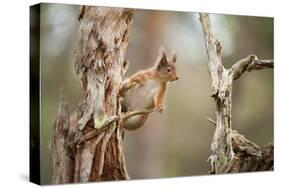 Red Squirrel (Sciurus Vulgaris) on Old Pine Stump in Woodland, Scotland, UK, November-Mark Hamblin-Stretched Canvas