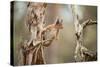 Red Squirrel (Sciurus Vulgaris) on Old Pine Stump in Woodland, Scotland, UK, November-Mark Hamblin-Stretched Canvas