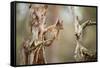 Red Squirrel (Sciurus Vulgaris) on Old Pine Stump in Woodland, Scotland, UK, November-Mark Hamblin-Framed Stretched Canvas