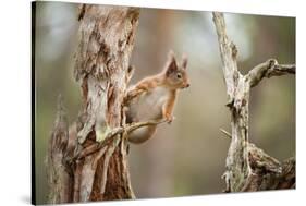 Red Squirrel (Sciurus Vulgaris) on Old Pine Stump in Woodland, Scotland, UK, November-Mark Hamblin-Stretched Canvas