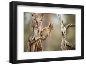 Red Squirrel (Sciurus Vulgaris) on Old Pine Stump in Woodland, Scotland, UK, November-Mark Hamblin-Framed Premium Photographic Print