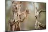 Red Squirrel (Sciurus Vulgaris) on Old Pine Stump in Woodland, Scotland, UK, November-Mark Hamblin-Mounted Premium Photographic Print