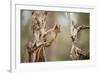 Red Squirrel (Sciurus Vulgaris) on Old Pine Stump in Woodland, Scotland, UK, November-Mark Hamblin-Framed Photographic Print