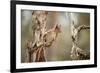 Red Squirrel (Sciurus Vulgaris) on Old Pine Stump in Woodland, Scotland, UK, November-Mark Hamblin-Framed Photographic Print