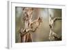 Red Squirrel (Sciurus Vulgaris) on Old Pine Stump in Woodland, Scotland, UK, November-Mark Hamblin-Framed Photographic Print