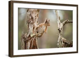 Red Squirrel (Sciurus Vulgaris) on Old Pine Stump in Woodland, Scotland, UK, November-Mark Hamblin-Framed Photographic Print