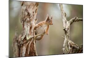 Red Squirrel (Sciurus Vulgaris) on Old Pine Stump in Woodland, Scotland, UK, November-Mark Hamblin-Mounted Photographic Print