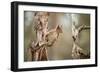 Red Squirrel (Sciurus Vulgaris) on Old Pine Stump in Woodland, Scotland, UK, November-Mark Hamblin-Framed Photographic Print