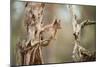 Red Squirrel (Sciurus Vulgaris) on Old Pine Stump in Woodland, Scotland, UK, November-Mark Hamblin-Mounted Photographic Print