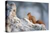 Red Squirrel (Sciurus Vulgaris) on Pine Stump in Snow, Scotland, UK, December-Mark Hamblin-Stretched Canvas