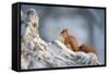 Red Squirrel (Sciurus Vulgaris) on Pine Stump in Snow, Scotland, UK, December-Mark Hamblin-Framed Stretched Canvas