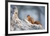 Red Squirrel (Sciurus Vulgaris) on Pine Stump in Snow, Scotland, UK, December-Mark Hamblin-Framed Photographic Print