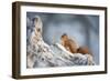 Red Squirrel (Sciurus Vulgaris) on Pine Stump in Snow, Scotland, UK, December-Mark Hamblin-Framed Photographic Print