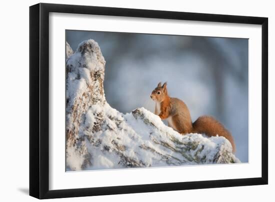 Red Squirrel (Sciurus Vulgaris) on Pine Stump in Snow, Scotland, UK, December-Mark Hamblin-Framed Photographic Print