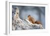 Red Squirrel (Sciurus Vulgaris) on Pine Stump in Snow, Scotland, UK, December-Mark Hamblin-Framed Photographic Print