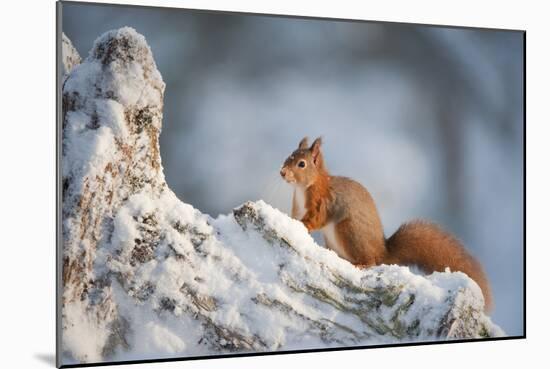 Red Squirrel (Sciurus Vulgaris) on Pine Stump in Snow, Scotland, UK, December-Mark Hamblin-Mounted Photographic Print