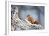 Red Squirrel (Sciurus Vulgaris) on Pine Stump in Snow, Scotland, UK, December-Mark Hamblin-Framed Photographic Print