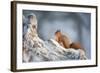 Red Squirrel (Sciurus Vulgaris) on Pine Stump in Snow, Scotland, UK, December-Mark Hamblin-Framed Photographic Print