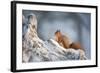 Red Squirrel (Sciurus Vulgaris) on Pine Stump in Snow, Scotland, UK, December-Mark Hamblin-Framed Photographic Print