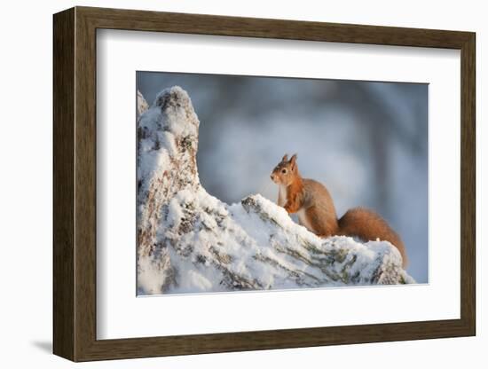 Red Squirrel (Sciurus Vulgaris) on Pine Stump in Snow, Scotland, UK, December-Mark Hamblin-Framed Photographic Print