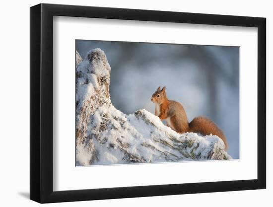 Red Squirrel (Sciurus Vulgaris) on Pine Stump in Snow, Scotland, UK, December-Mark Hamblin-Framed Photographic Print