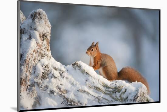 Red Squirrel (Sciurus Vulgaris) on Pine Stump in Snow, Scotland, UK, December-Mark Hamblin-Mounted Photographic Print