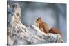 Red Squirrel (Sciurus Vulgaris) on Pine Stump in Snow, Scotland, UK, December-Mark Hamblin-Stretched Canvas
