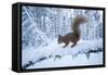 Red Squirrel (Sciurus Vulgaris) on Snow-Covered Branch in Pine Forest, Highlands, Scotland, UK-Peter Cairns-Framed Stretched Canvas