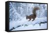 Red Squirrel (Sciurus Vulgaris) on Snow-Covered Branch in Pine Forest, Highlands, Scotland, UK-Peter Cairns-Framed Stretched Canvas