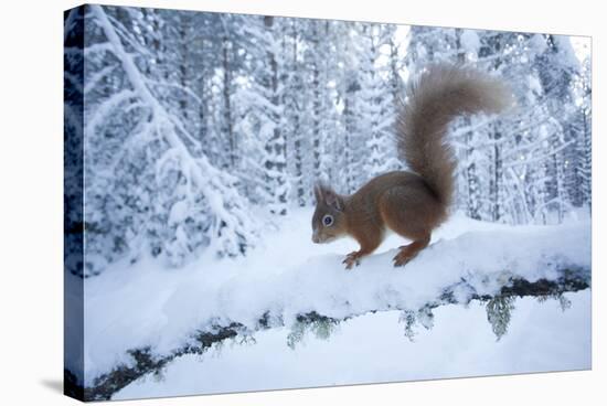 Red Squirrel (Sciurus Vulgaris) on Snow-Covered Branch in Pine Forest, Highlands, Scotland, UK-Peter Cairns-Stretched Canvas