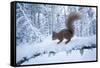 Red Squirrel (Sciurus Vulgaris) on Snow-Covered Branch in Pine Forest, Highlands, Scotland, UK-Peter Cairns-Framed Stretched Canvas