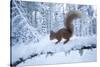 Red Squirrel (Sciurus Vulgaris) on Snow-Covered Branch in Pine Forest, Highlands, Scotland, UK-Peter Cairns-Stretched Canvas