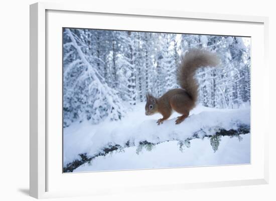 Red Squirrel (Sciurus Vulgaris) on Snow-Covered Branch in Pine Forest, Highlands, Scotland, UK-Peter Cairns-Framed Photographic Print