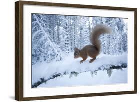 Red Squirrel (Sciurus Vulgaris) on Snow-Covered Branch in Pine Forest, Highlands, Scotland, UK-Peter Cairns-Framed Photographic Print