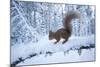 Red Squirrel (Sciurus Vulgaris) on Snow-Covered Branch in Pine Forest, Highlands, Scotland, UK-Peter Cairns-Mounted Photographic Print