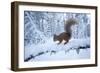 Red Squirrel (Sciurus Vulgaris) on Snow-Covered Branch in Pine Forest, Highlands, Scotland, UK-Peter Cairns-Framed Photographic Print