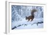 Red Squirrel (Sciurus Vulgaris) on Snow-Covered Branch in Pine Forest, Highlands, Scotland, UK-Peter Cairns-Framed Photographic Print