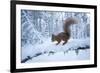 Red Squirrel (Sciurus Vulgaris) on Snow-Covered Branch in Pine Forest, Highlands, Scotland, UK-Peter Cairns-Framed Photographic Print