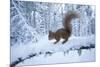 Red Squirrel (Sciurus Vulgaris) on Snow-Covered Branch in Pine Forest, Highlands, Scotland, UK-Peter Cairns-Mounted Photographic Print