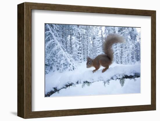 Red Squirrel (Sciurus Vulgaris) on Snow-Covered Branch in Pine Forest, Highlands, Scotland, UK-Peter Cairns-Framed Photographic Print