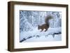 Red Squirrel (Sciurus Vulgaris) on Snow-Covered Branch in Pine Forest, Highlands, Scotland, UK-Peter Cairns-Framed Photographic Print