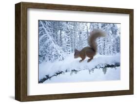 Red Squirrel (Sciurus Vulgaris) on Snow-Covered Branch in Pine Forest, Highlands, Scotland, UK-Peter Cairns-Framed Photographic Print