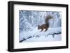 Red Squirrel (Sciurus Vulgaris) on Snow-Covered Branch in Pine Forest, Highlands, Scotland, UK-Peter Cairns-Framed Photographic Print